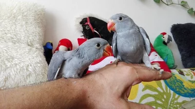 Alexandr malý
