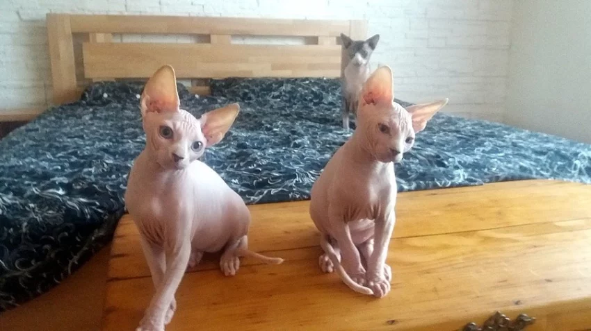 Kotatka Sphynx