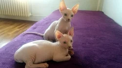 Kotatka Sphynx