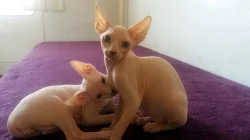 Kotatka Sphynx