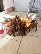 Rhodéský Ridgeback štěňata s pp