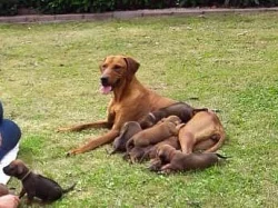 Rhodéský Ridgeback štěňata s pp