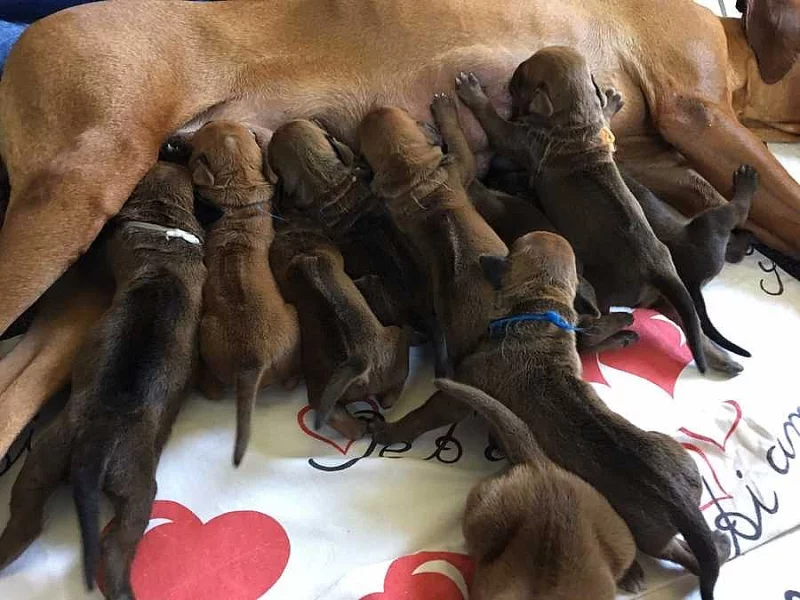 Rhodéský Ridgeback štěňata s pp