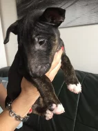 Bulterier, Minibulterier