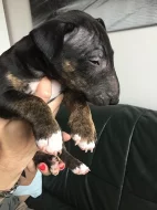 Bulterier, Minibulterier