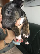 Bulterier, Minibulterier
