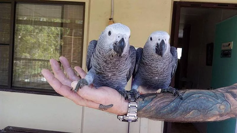 Papoušci na prodej