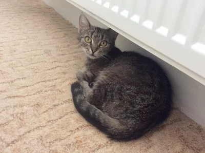 Daruji mladou kocicku