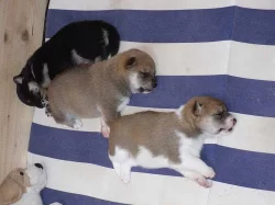 Shiba inu štěňata s pp