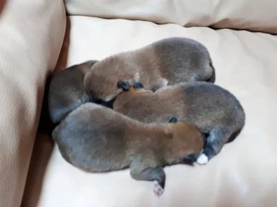 Shiba inu štěňata s pp