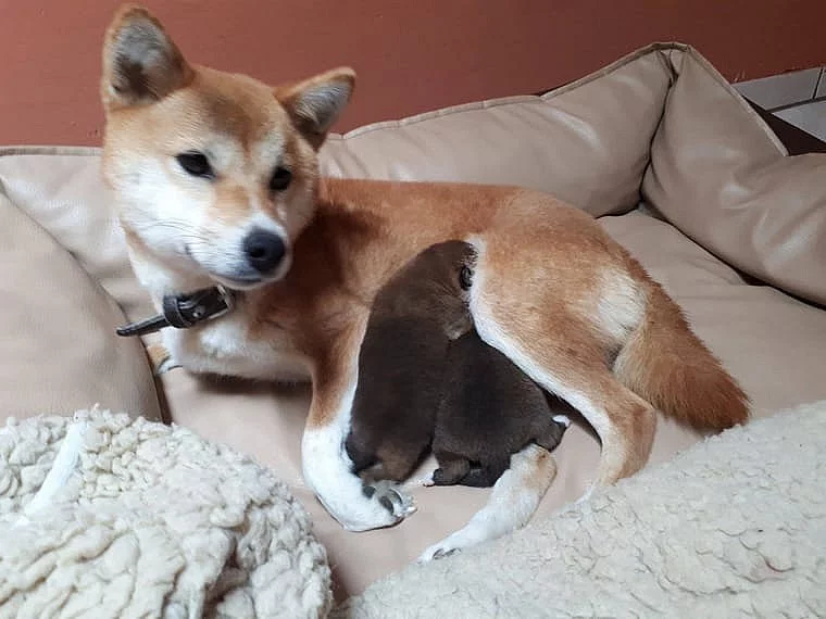 Shiba inu štěňata s pp