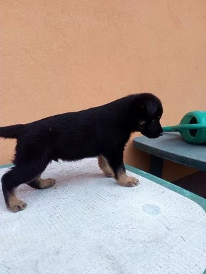 Německý ovčák s PP