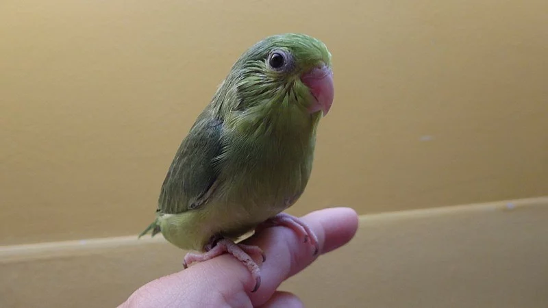 Papoušíček šedokřílý - samička