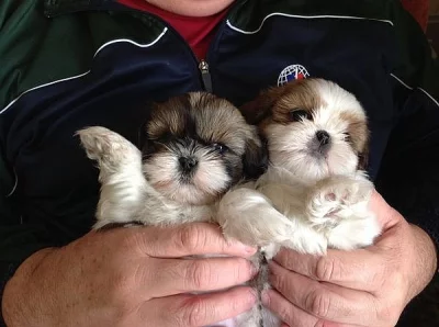 Shih Tzu šteniatka ( shi-tzu, si-cu, si-tzu, shitzu )
