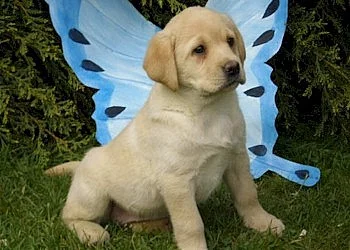 Labradorský retrívr štěňata