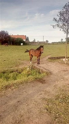 Prodám dvouletou klisničku