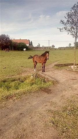 Prodám dvouletou klisničku