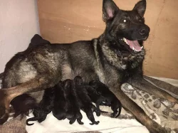 Prodám štěňata Německého Ovčáka