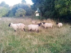 Prodám jehňata masného plemene Suffolk