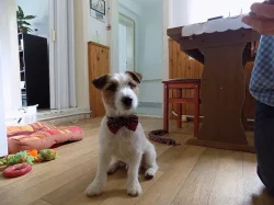 Krytí JRT