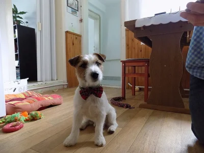 Krytí JRT