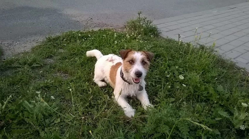 Krytí JRT