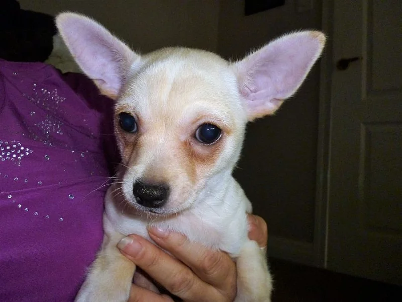 Amazing Tiny Chihuahua Boy