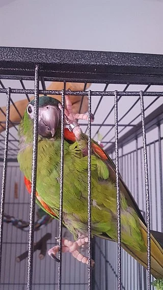 Mccaw ženské Hahnovi s klecí