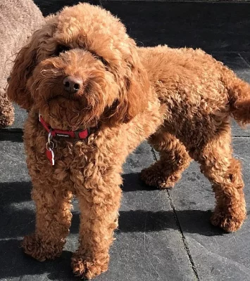 Krásný červený Kc miniaturní pudl