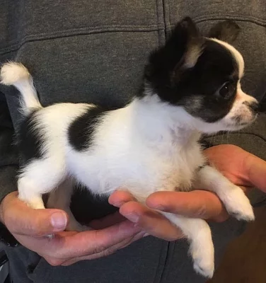 Chihuahua ženy dlouhé vlasy 10 týdnů připraven teď