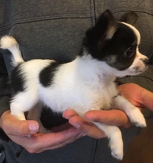 Chihuahua ženy dlouhé vlasy 10 týdnů připraven teď