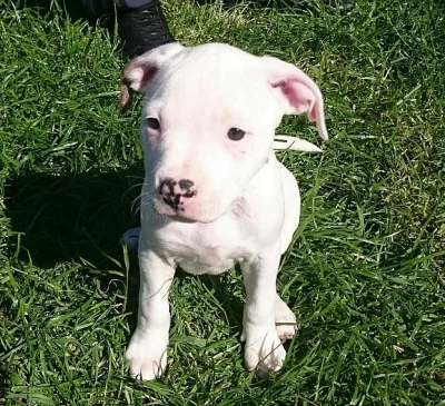 Nádherný americký buldok