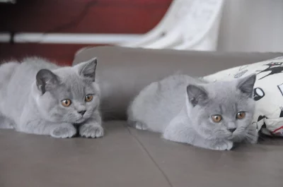 Britská modrá koťátka s PP