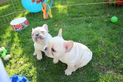 Nádherné Francouzský buldoček Štěňata