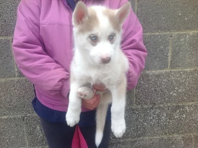 Sibiřský husky x aljašský Malamut Štěňátka