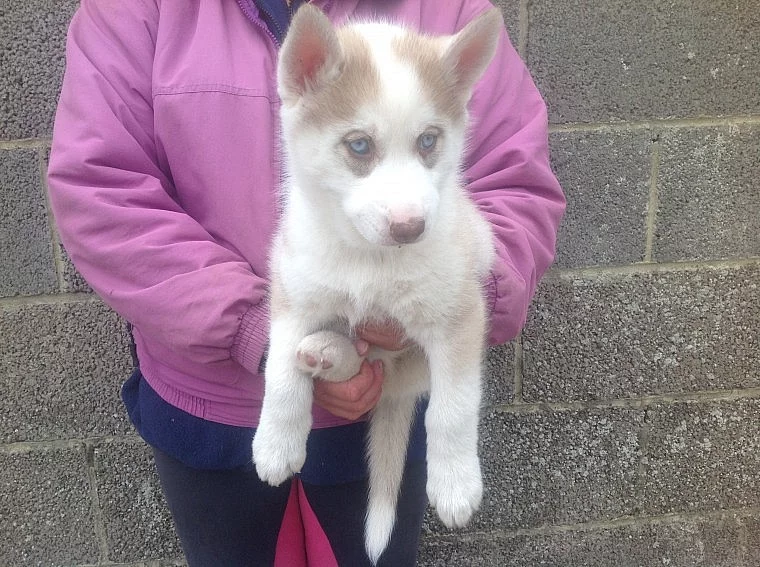 Sibiřský husky x aljašský Malamut Štěňátka