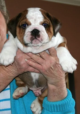 Roztomilé anglické buldok štěňátka