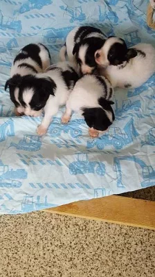 Papilon úchvatná štěnátka s P.P.