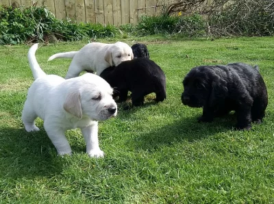 Zlatý retrívr štěňata