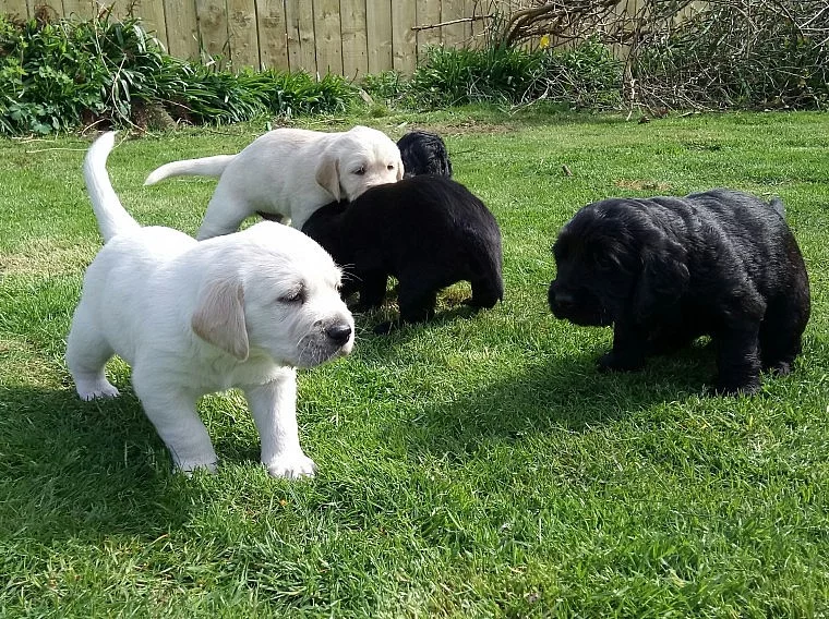 Zlatý retrívr štěňata