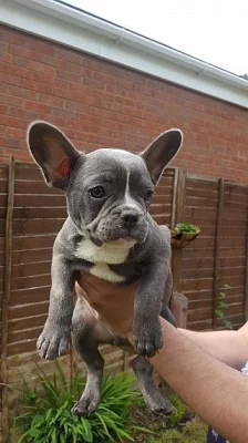 Máme krásné modré Francouzský buldoček