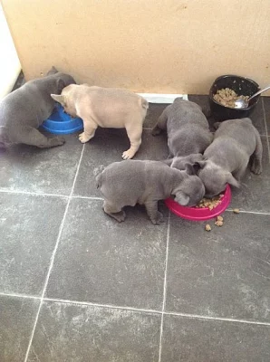 Máme krásné modré Francouzský buldoček