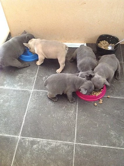 Máme krásné modré Francouzský buldoček