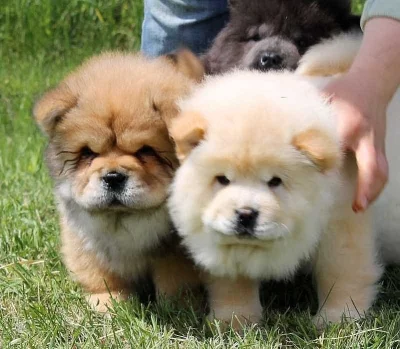 čau-čau štěňátka s PP