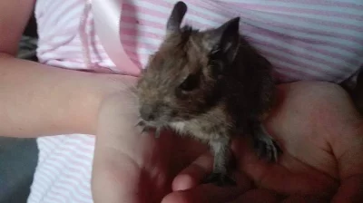 Osmák Degu 7 týdení
