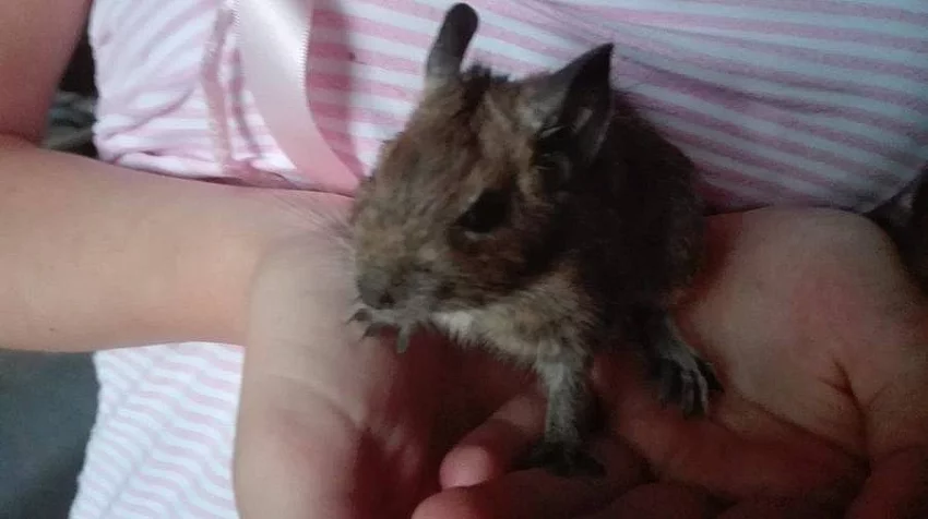 Osmák Degu 7 týdení