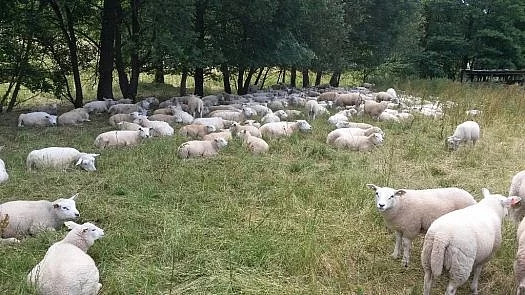Texel OVCE...prodám jehnata v bio kvalitě na chov
