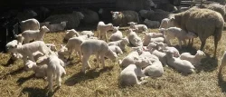 Texel OVCE...prodám jehnata v bio kvalitě na chov