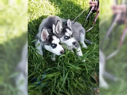 husky štěňata s modrýma očima