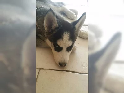 husky štěňata s modrýma očima